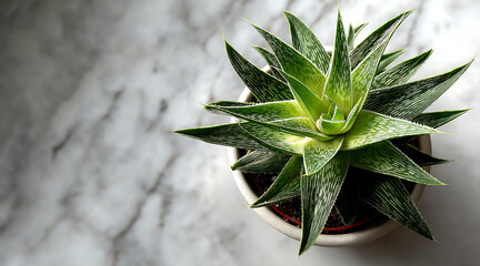 Fototapeta premium Top View of Aloe Vista in Orange Pot on White Marble Background