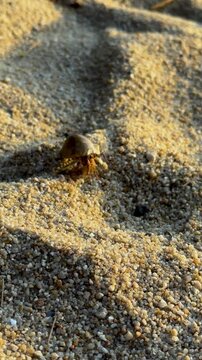 A close-up shot captures a small hermit crab, carrying its round, brown shell, as it slowly crawls across a textured sandy beach. The warm, golden light of the early morning or late afternoon casts