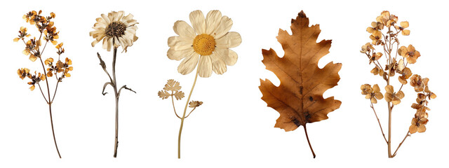 PNG Pressed botanical autumn collection, elements on transparent background