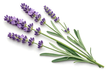 Fototapeta premium Lavender Flowers Isolated on White Background