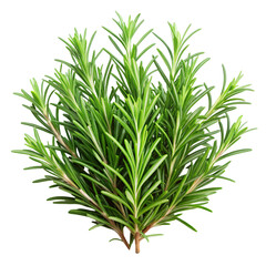 Fototapeta premium fresh dill isolated on white background