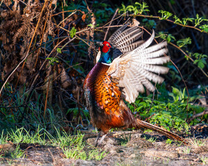 Fototapeta premium pheasant in the grass