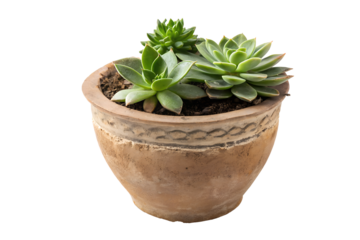 Potted Succulent Plants for Interior Decor