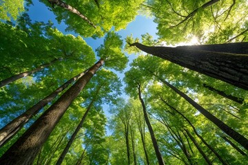 Fototapeta premium Low Angle Forest View with Tall Trees, Vibrant Green Canopy, and Sunlight in a Serene Landscape
