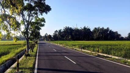 Straight Paved Road with Trees © altafbeta