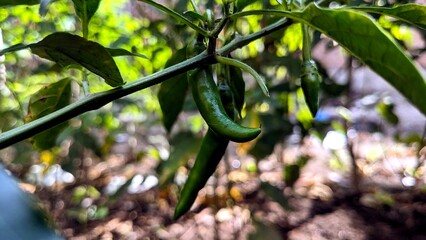 Green Chili Peppers on the Vine © altafbeta