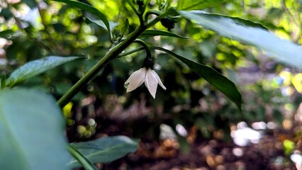 Pepper Plant Blossom Close Up