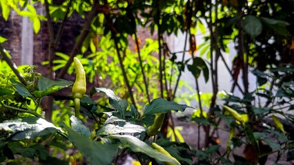 Young Green Chili Peppers Growing