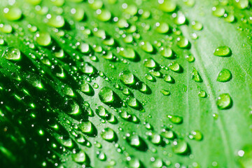 close-up. drops of water on a monstera leaf.