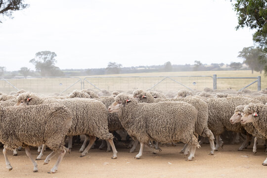 Mob of merino sheep running from right to left
