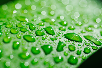 close-up. drops of water on a monstera leaf.