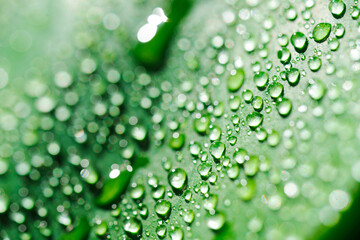 close-up. drops of water on a monstera leaf.