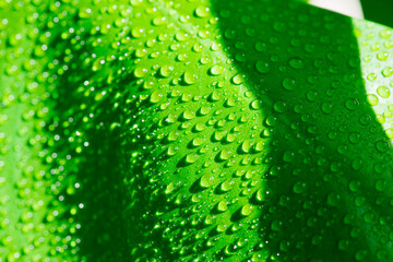 close-up. drops of water on a monstera leaf.