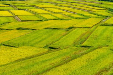 Fototapeta premium くぬぎ平の棚田。朝日、山形、日本。9月中旬。