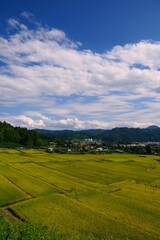 くぬぎ平の棚田。朝日、山形、日本。9月中旬。