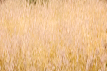 Golden summer motion blur abstract art