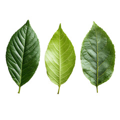 Obraz premium different green leaves floating.