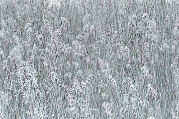 Reeds abstract art nature background