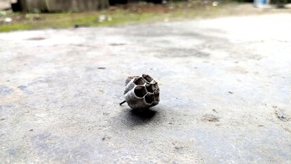 Dried Seed Pod on Concrete