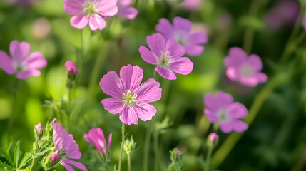 Fototapeta premium Delicate pink flowers blooming in soft focus background