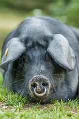 Black Iberian pig on a farm in the Spanish Pyrenees mountains.