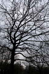 Intricate network of bare tree branches creates striking silhouette against a pale sky in a tranquil winter forest