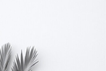 palm leaves on a white wall