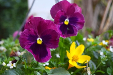 *Vibrant Purple Pansies with Dew Drops Among Lush Greenery*