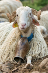 Sheep farm in the Pyrenees mountains. Cheese production in France