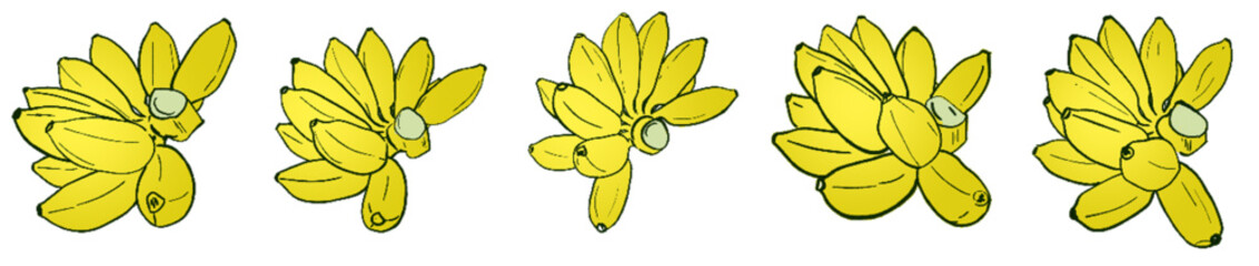 banana 46.eps