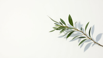Fototapeta premium A sprig of rosemary on a white surface, representing the use of fresh herbs in cooking.