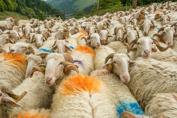 Sheep farm in the Pyrenees mountains. Cheese production in France