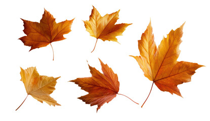 Fototapeta premium Autumn leaves in vibrant orange hues.