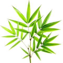 Fototapeta premium bamboo leaves on white background