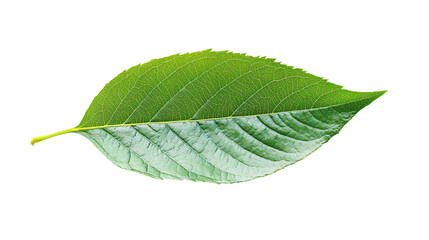 Obraz premium Fresh Green Leaf on White Background - Professional Stock Image