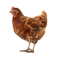 A vibrant brown hen standing elegantly.