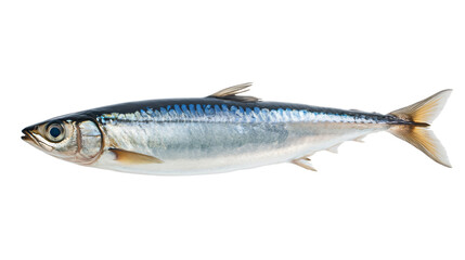 Anchovy Fish on White Background Isolated Stock Image