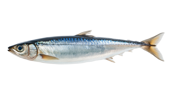 Anchovy Fish on White Background Isolated Stock Image
