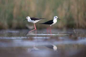 Two black-winged stilts, with their distinctive black and white plumage and long, pink legs, are wading in a shallow wetland area.