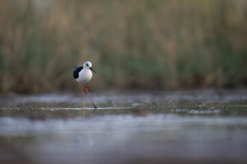  Black-winged Stilts wading in shallow water