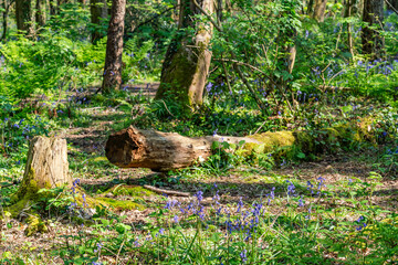 A young 8 week old golden lab puppy