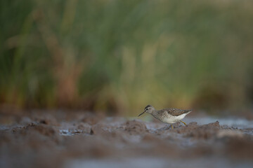A wood sandpiper walks through a muddy marsh.