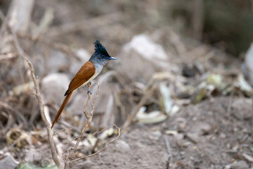 A Indian paradise flycatcher Bird Perched on a Branch in Natural Habitat