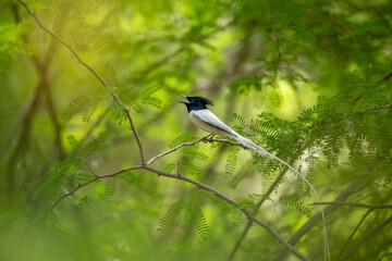 A beautiful male indian Paradise flycatcher dancing in forest 