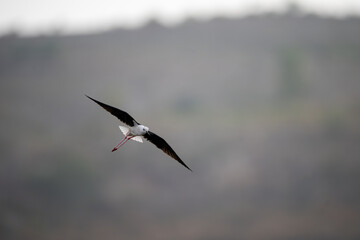 black winged stilt