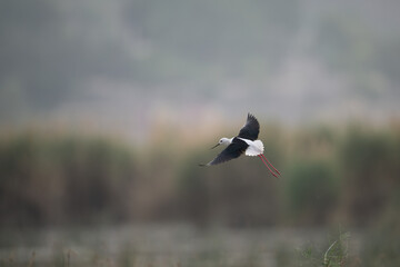 Black-winged Stilt in Flight Over Wetlands