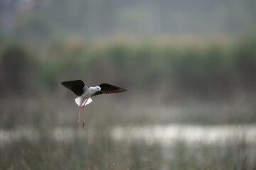 A black-winged stilt soars through a hazy, overcast sky.