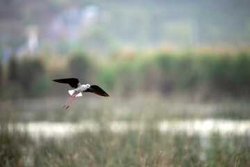 A black-winged stilt soars through a hazy, overcast sky.