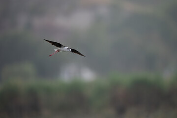 A black-winged stilt soars through a hazy, overcast sky.