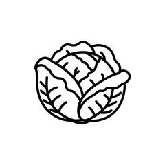 Green Leafy Cabbage Head Freshly Harvested from Garden Bed